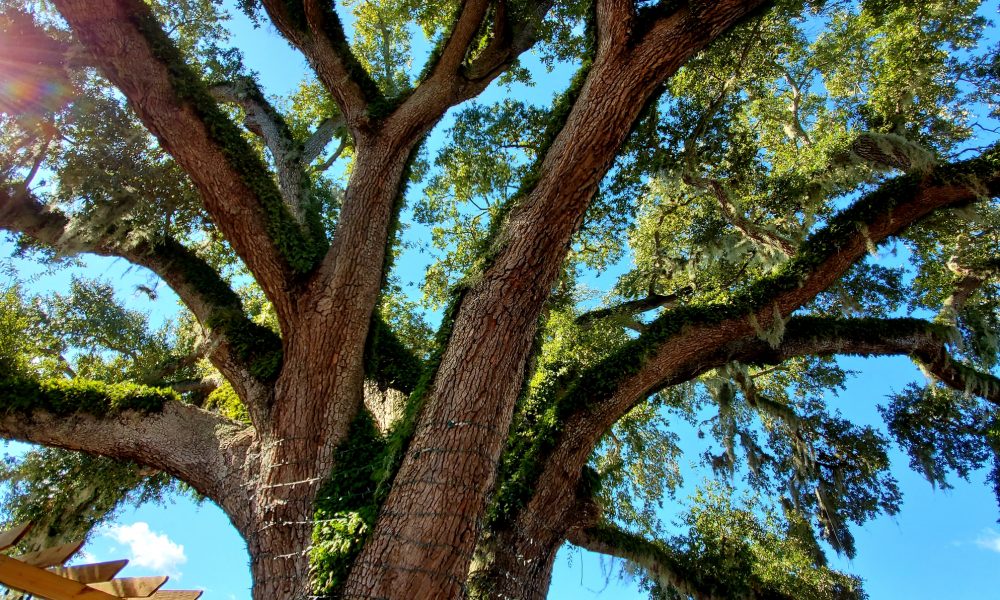 Tree Health Care
